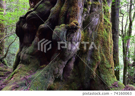 Buddha Sugi, Yakusugi Land, Yakushima, Kagoshima 74160063