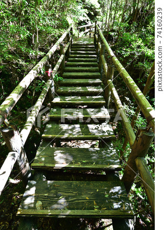 Yakusugi Land, Yakushima, Kagoshima 74160239