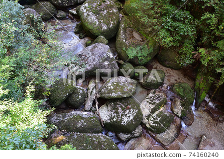 Yakusugi Land, Yakushima, Kagoshima 74160240