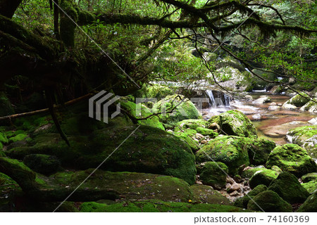 Yakusugi Land, Yakushima, Kagoshima Yakusugi Land, Yakushima, Kagoshima 74160369