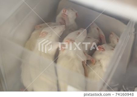Frozen white mice in a freezer at a pet store 74160948