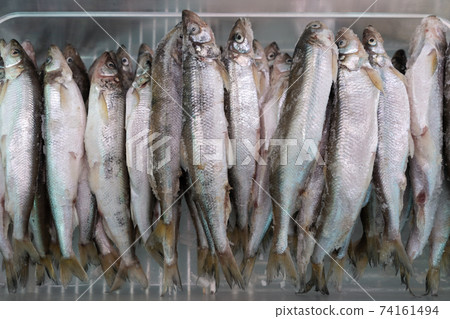 Lot of frozen smelt fish in freezer at seafood market Lot of frozen smelt fish in freezer at seafood market 74161494