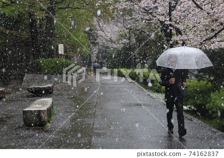 Office workers walking in the snow and cherry blossoms 74162837