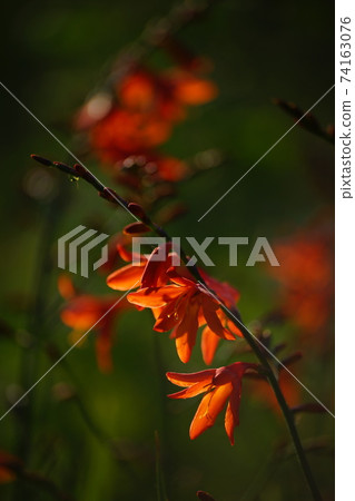 Cute Montbretia 74163076