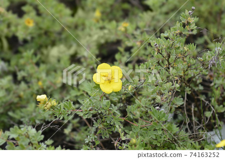 Shrubby Cinquefoil Goldteppich Shrubby Cinquefoil Goldteppich 74163252