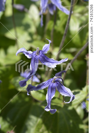 Clematis Hendersonii Clematis Hendersonii 74163266