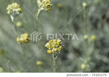 Italian everlasting flowers 74163279