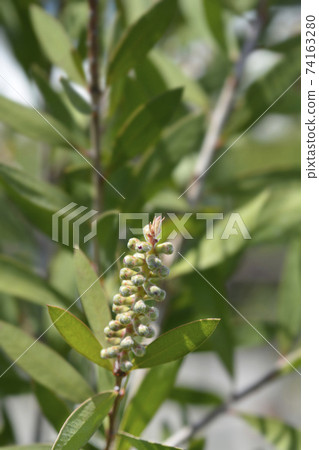 Crimson bottlebrush Crimson bottlebrush 74163280