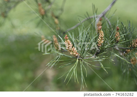 Eastern white pine Eastern white pine 74163282