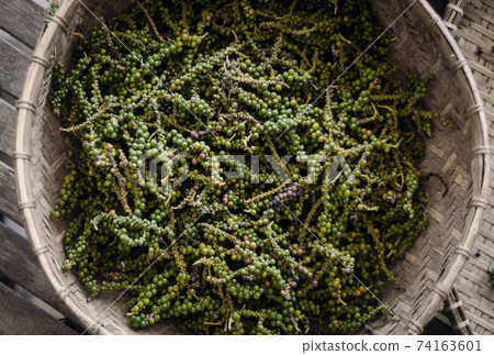 pods of freshly picked organic kampot green peppercorns in cambodia 74163601