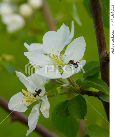 blooming Apple tree with ants 74164212