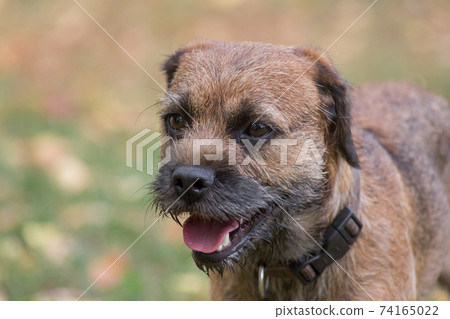 Portrait of border terrier puppy in autumn park. 74165022