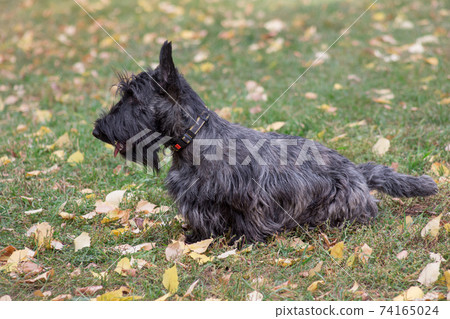 Scottish terrier puppy is standing on green grass. 74165024