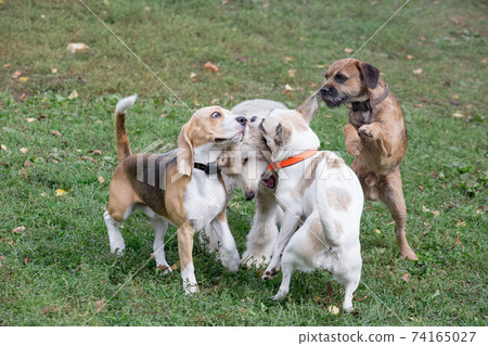 Four dogs are playing in the autumn park. Pets. 74165027
