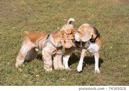 Cavalier king charles spaniel, english beagle. Cavalier king charles spaniel, english beagle. 74165029