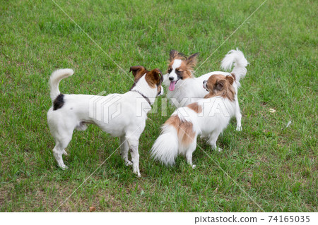 Papillon puppy, chihuahua, jack russell terrier. 74165035