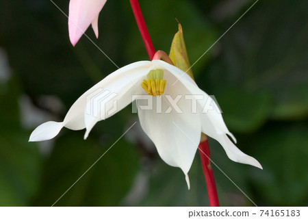 Heliamphora nutans的白花 74165183