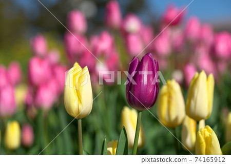 Purple and yellow tulips 74165912