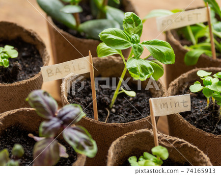 Basil seedlings in biodegradable pots on wooden table. Green plants in peat pots. Baby plants sowing in small pots. Agricultural seedlings of mint and rocket. 74165913
