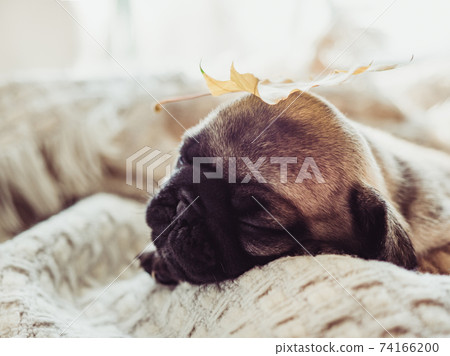 Cute, sweet puppy lying on the windowsill 74166200