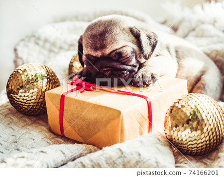 Cute, sweet puppy lying on the windowsill Cute, sweet puppy lying on the windowsill 74166201