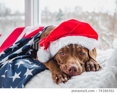 Pretty puppy of chocolate color and christmas decorations Pretty puppy of chocolate color and christmas decorations 74166382
