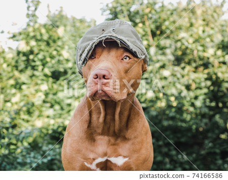 Lovable, pretty puppy of chocolate color. Close-up 74166586