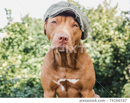 Lovable, pretty puppy of chocolate color. Close-up 74166587