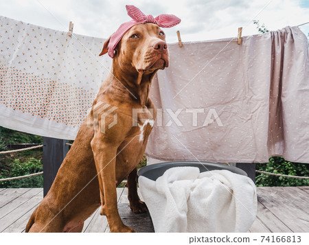 Lovable, pretty puppy of chocolate color. Close-up Lovable, pretty puppy of chocolate color. Close-up 74166813