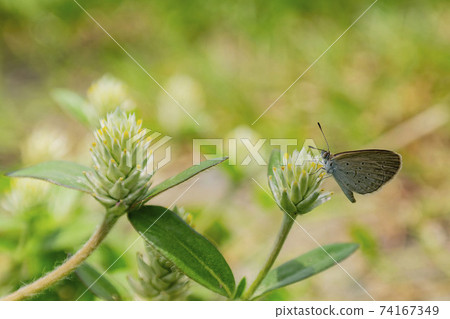 Close up shot of Tiny grass blue butterfly 74167349