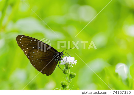 Close up shot of Blue tiger butterfly 74167350