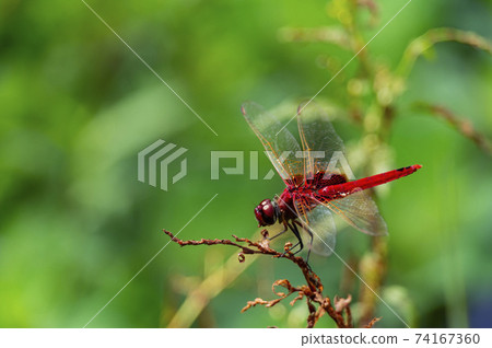 Close up shot of a Urothemis signata 74167360