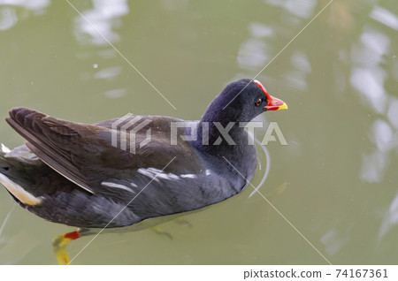 Close up shot of a common gallinule 74167361