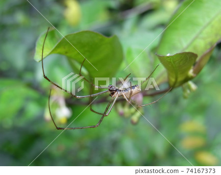 Close up shot of a silver stretch spider 74167373