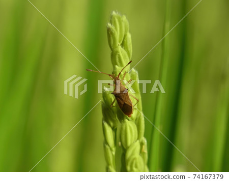 Close up shot of a Gonocerus acuteangulatus 74167379