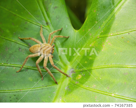 Close up shot of Huntsman spider 74167385
