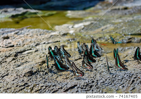 Close up shot of many Common jay drinking water 74167405
