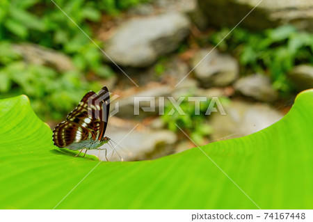 Close up shot of Limenitis camilla butterfly Close up shot of Limenitis camilla butterfly 74167448