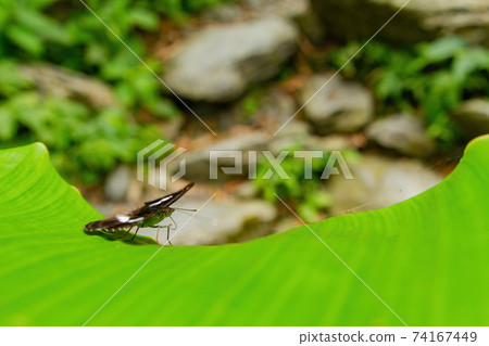 Close up shot of Limenitis camilla butterfly Close up shot of Limenitis camilla butterfly 74167449