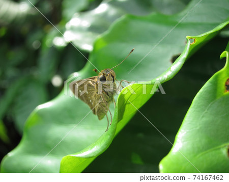Close up shot of a Small branded swift butterfly 74167462
