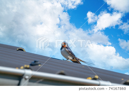 Adult swallow bird on a roof in the summer 74167860