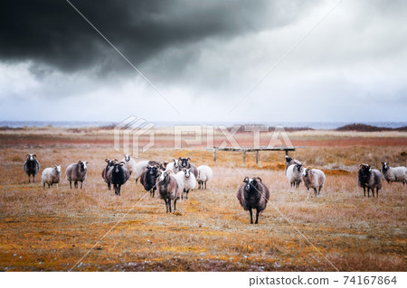 Goat flock in cloudy weather by the sea 74167864