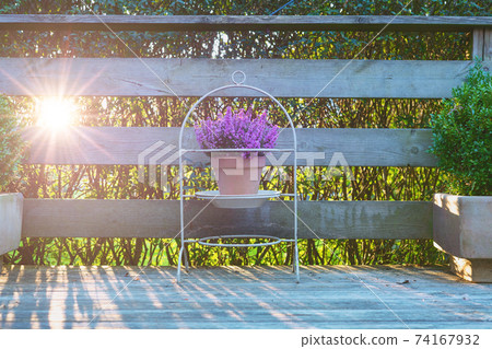 Violet heather in a clay pot on a wooden terrace 74167932