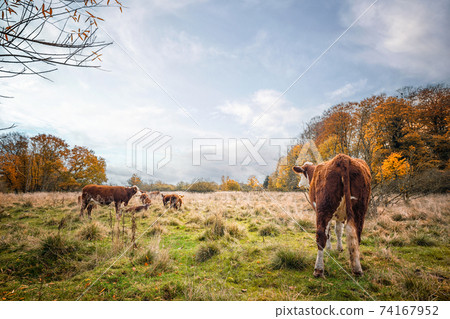 Hereford cattle on a meadow in the fall Hereford cattle on a meadow in the fall 74167952