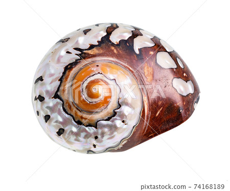 dried conch of nautilus mollusk cutout on white dried conch of nautilus mollusk cutout on white 74168189