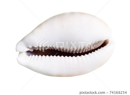 dried empty shell of cowrie cutout on white 74168254