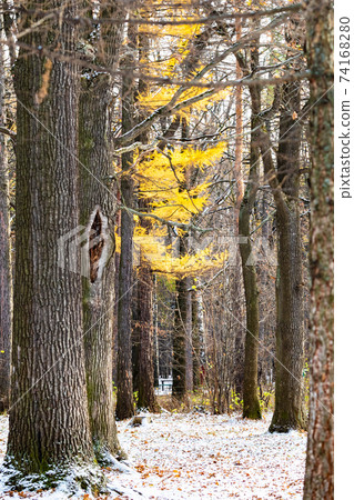 yellow larch trees in urban park covered with snow yellow larch trees in urban park covered with snow 74168280