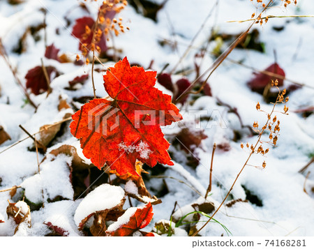 red leaf lit by sun close up on snowy lawn red leaf lit by sun close up on snowy lawn 74168281