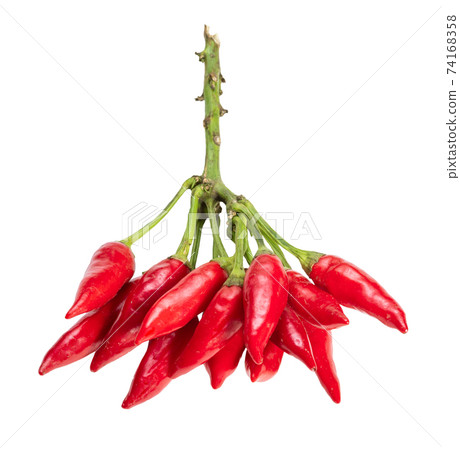 fresh hot red Chili peppers on twig cut out 74168358