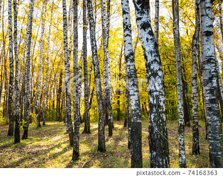 birch grove of urban park in autumn birch grove of urban park in autumn 74168363